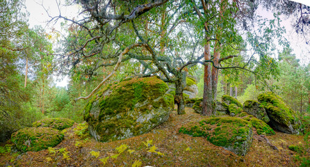 a beautiful shot of the moss on the trees