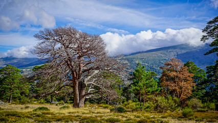 dry tree in the forest