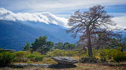 dry tree in the forest