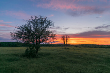 Obraz premium sunset in the forest