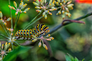 Caterpillars, larval  stage,Lepidoptera