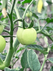 A small unripe tomato hangs on a tomato bush branch