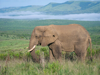 Naklejka premium Eléphant de réserve en Afrique du Sud