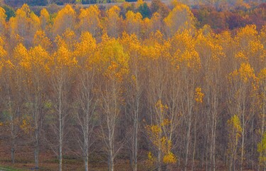 autumn forest in the morning