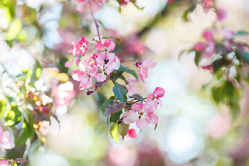 Delicate spring background with blooming branches of pink cherry tree, in sunlight