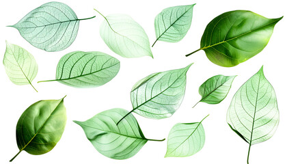 Obraz premium Fresh flying green transparent structure leaves isolated on white