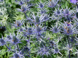 (Eryngium alpinum) Alpen-Mannstreu or Edeldisteln mit dekorative gezähnt Blätter und violette ansehnliche Blüten in länglichen Köpfen gruppiert