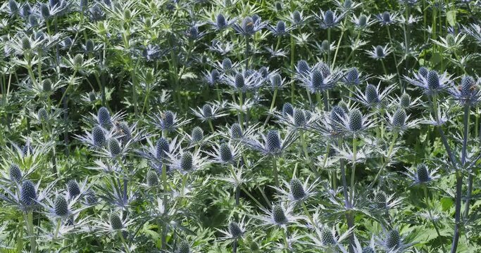 (Eryngium alpinum) Alpen-Mannstreu or Edeldisteln