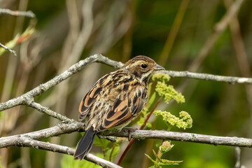 Female Reed Bunting (Emberiza schoeniclus) - Commonly Found in Europe and Asia