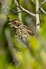 Female Reed Bunting (Emberiza schoeniclus) - Commonly Found in Europe and Asia