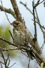 Female Reed Bunting (Emberiza schoeniclus) - Commonly Found in Europe and Asia