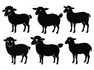 cute baby sheep black