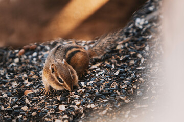 Chipmunk eating seeds