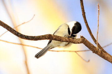 Chickadee in winter sunset