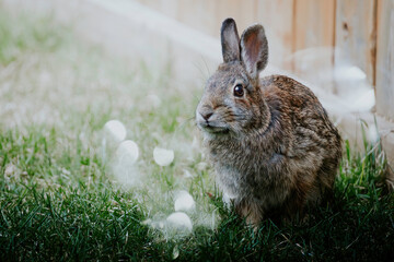 rabbit on the grass