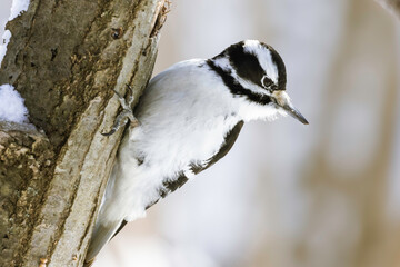 Great Spotted Woodpecker