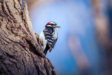 Spotted woodpecker on tree