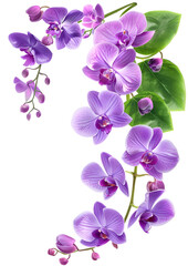Obraz premium Fresh flying violet orchids and leaves isolated on white