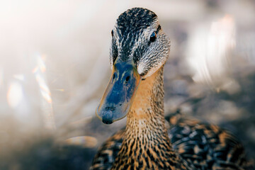 Portrait of a duck