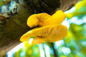 close up of a yellow mushroom 