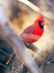 Male Cardinal on a branch
