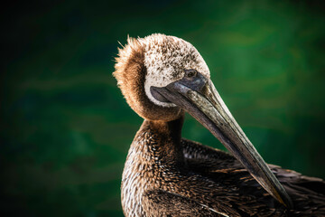 Pelican on the beach close up