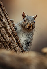 squirrel peeking out of a tree