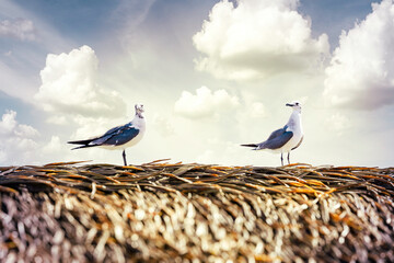 Seagulls conversing on a straw roof