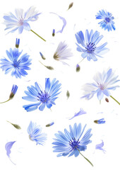 Fresh flying blue chicory flowers and leaves isolated on white