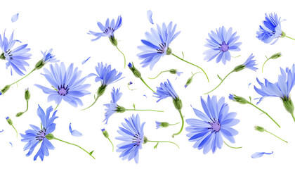 Fresh flying blue chicory flowers and leaves isolated on white