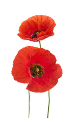 Obraz premium Vibrant Red Poppies Isolated on White