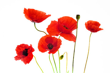 Vibrant Red Poppies Isolated on White