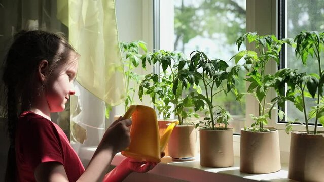 girl waters tomato seedlings in pots on windowsill. Home gardening concept, growing seedlings in spring season. Selective focus.