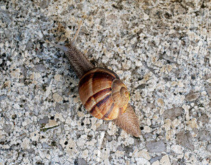 Mollusk snails with brown striped shell