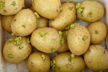 An overhead view of a pile of potato tubers with sprouts.