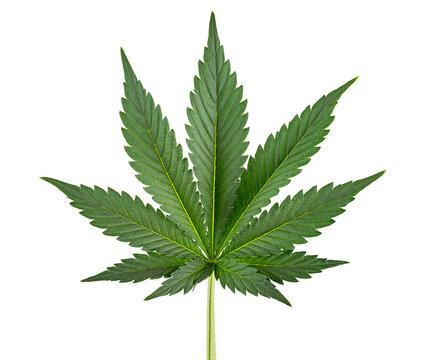 fresh and healthy green cannabis leaf isolated on white background. CBD medical marijuana plant weed and drug concept.