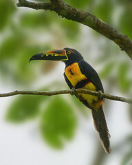 Collared Aracari under Costa Rica Rain