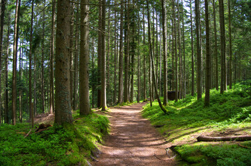 Waldwege im Schwarzwald