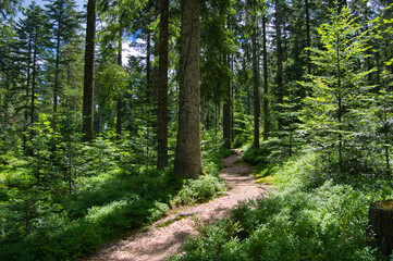 Waldwege im Schwarzwald