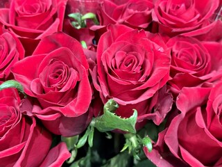 red roses in a flower shop