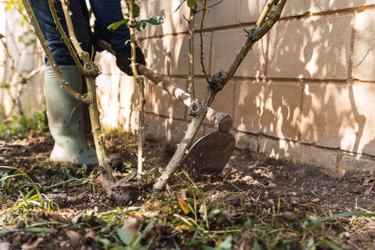 Person digging and pruning plants in a garden