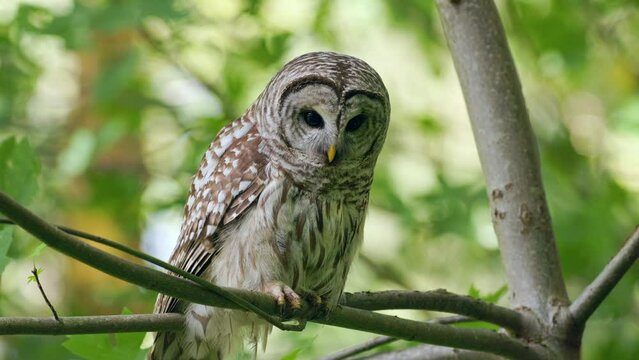Barred owl (Strix Varia) looking at the camera from a Big Leaf maple branch blowing in the wind in the Pacific Northwest rainforest.