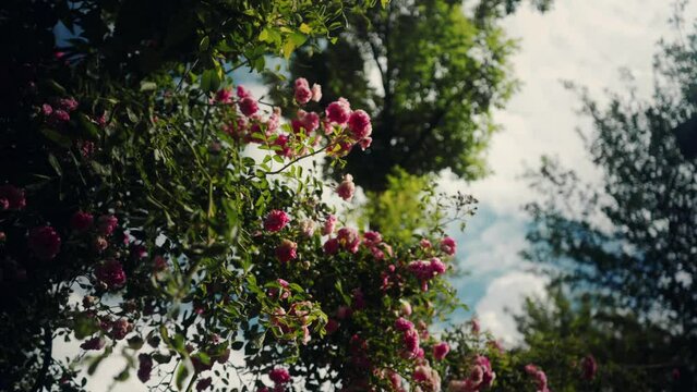 4k video of flowers in a forest.