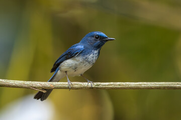 Hainan Blue Flycatcher perched on a branch in the Cat Tien National park forest
