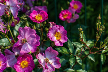 Floral decoration in the park. Summer decoration. Seasonal decoration with annual plants. Flowers, colorful, pollen, leaves, ornamental.