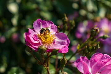 Fototapeta premium A bee pollinating a flower of a wild ornamental plant. Bee on a flower. Ornamental plant. Detail, bee, flower.