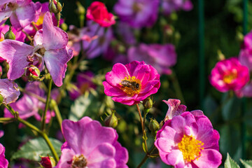 Fototapeta premium A bee pollinating a flower of a wild ornamental plant. Bee on a flower. Ornamental plant. Detail, bee, flower.