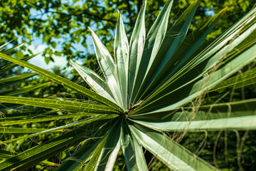 Big green palm leaf. Palm leaf in sunlight. Ornamental plant in the park, summer, decorative, wallpaper, background.