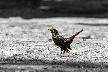 A young blackbird in the park with a worm in its beak. A bird with food in its beak. Bird detail, blackbird, Bird watching, bird shot,
