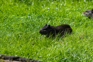 Dark guinea pigs in a grass paddock. Guinea pig in green grass. A tiny dark rodent. Pet, grass, paddock. Guinea pig in the grass.